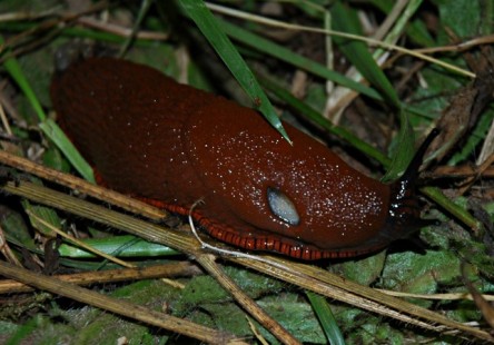 giant_slug